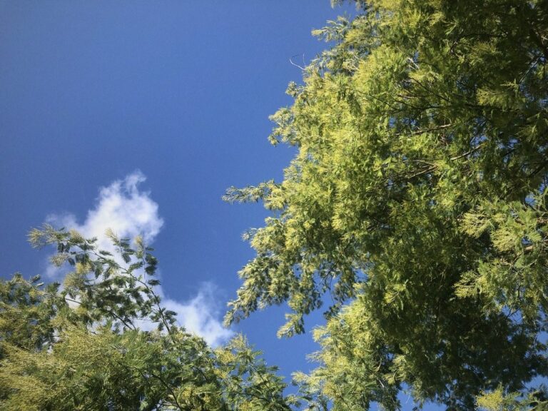 Mimosa against a blue sky