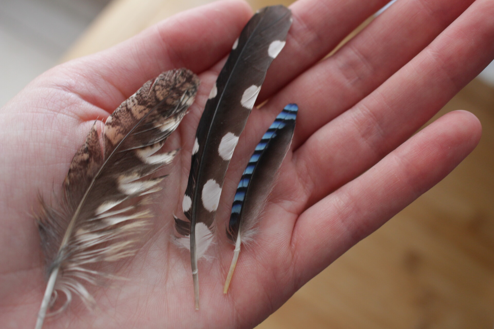 Three elegant feathers in the palm of your hand